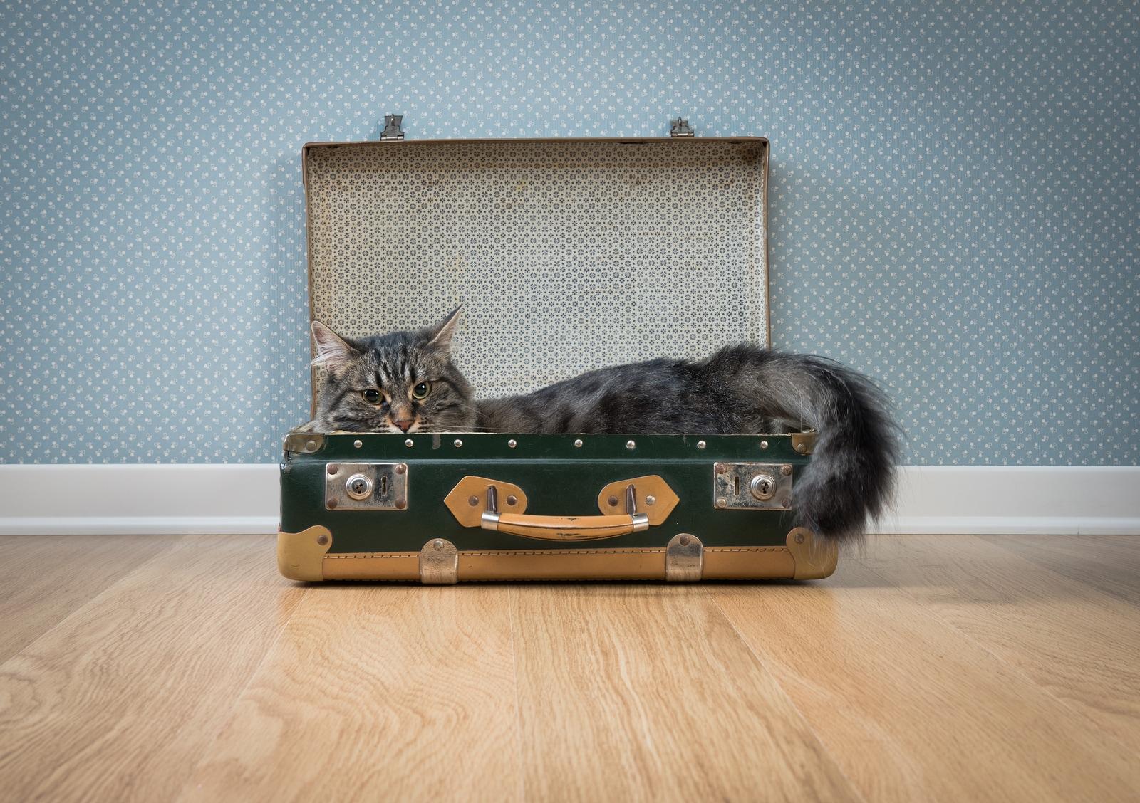 Chat gris à poil long dans une valise verte vintage ouverte sur un sol en bois et avec du papier peint rétro en arrière-plan.