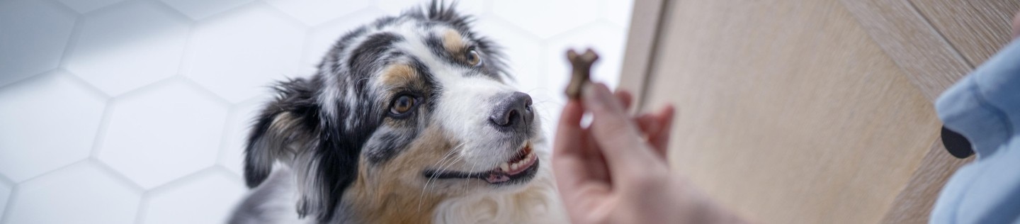 Australian Shepherd looking up for treat