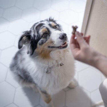 Australian Shepherd looking up for treat