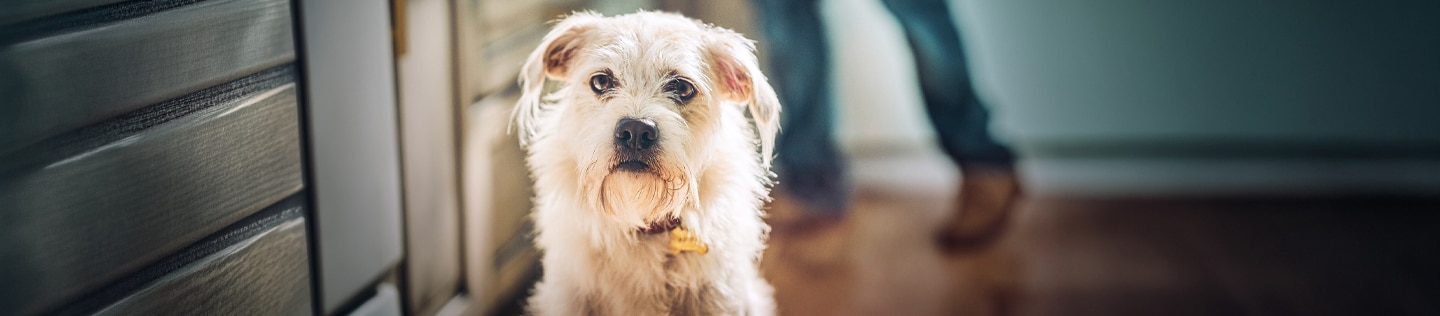 Chien à l'intérieur d'une maison, son propriétaire en arrière-plan