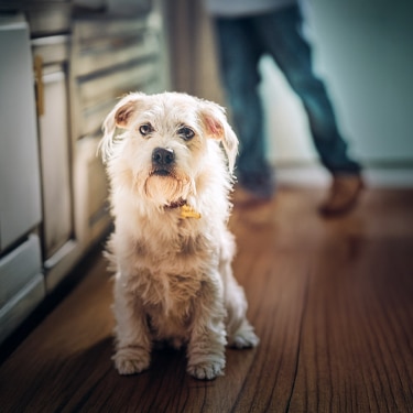 Hund im Haus, Besitzer im Hintergrund