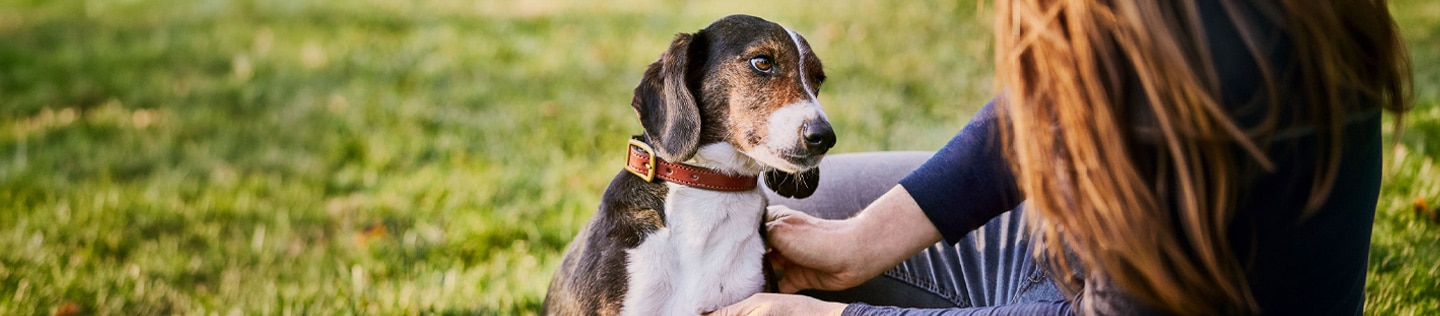 Chien avec son maître à l'extérieur