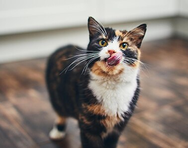 Eine dreifarbige Katze blickt nach oben und leckt sich die Nase.