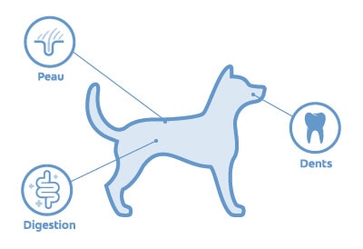 localisation des microbiomes chez le chien