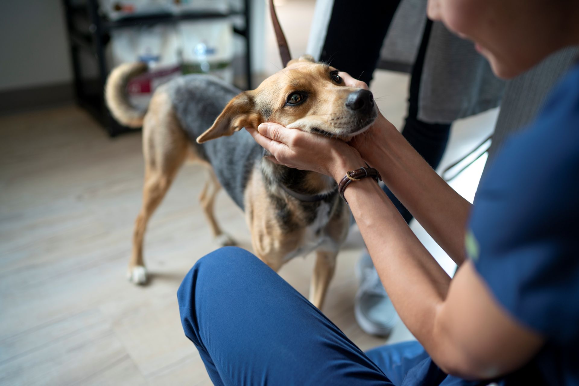 Gemini said Eine Person in blauer medizinischer Kleidung hält behutsam das Gesicht eines Hundes in ihren Händen.